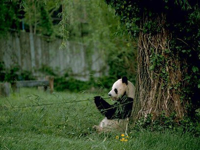 Oso Panda, reconocido por su notoria falta de capacidad de independencia comparado con el resto de los animales