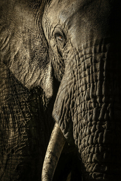 Wildlife Photographer of the Year. Courtesy of La fortezza Firmafede