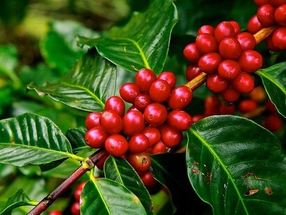 The coffee bean begins life on one of the several shrubs in the genus Coffea