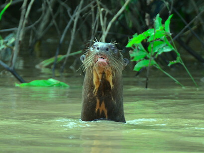 Nutria gigante en el Arauca