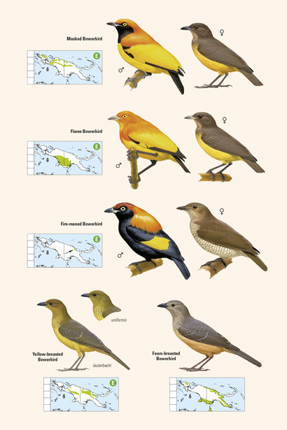 Birds of Paradise from 'Birds of New Guinea' by Lynx Edicions