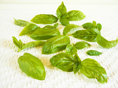 Foglie di basilico
