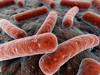 Bacterias