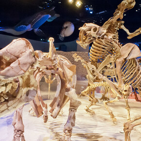 Florida Fossils. Courtesy of Florida Museum of Natural History