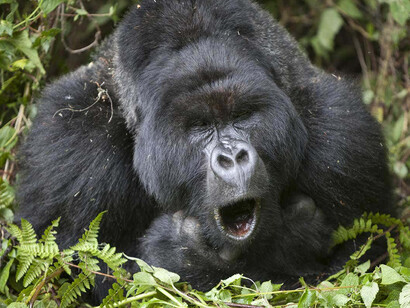 Acercamiento a un gorila de montaña (Gorilla beringei beringei)