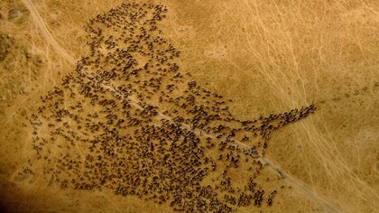 Le grandi migrazioni