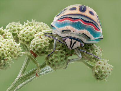 «Sphaerocoris annulus», especie presente en África tropical y subtropical