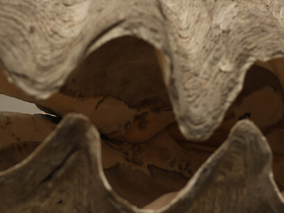 The giant clam. Courtesy of Grigore Antipa National Museum of Natural History
