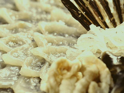 A pesar del peligro, a los japoneses les encanta en el plato