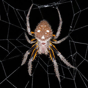 Arthropods. Courtesy of Harvard Museum of Natural History