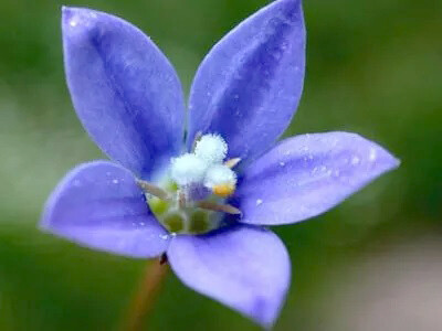 Bluebell, il fiore del chakra cuore