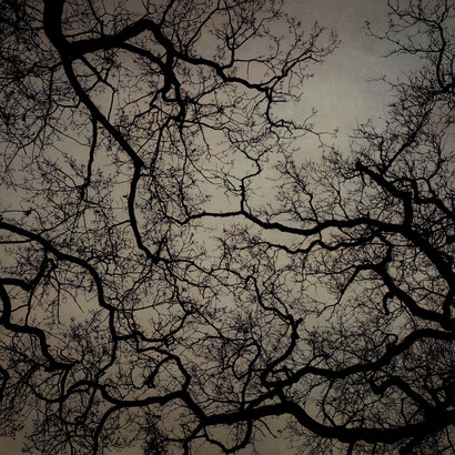 Kate Breakey, Branches London. Courtesy of Etherton Gallery