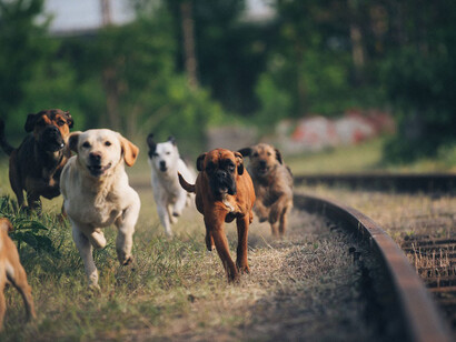 Imagen de *White God*, del director húngaro Kornél Mundruczó