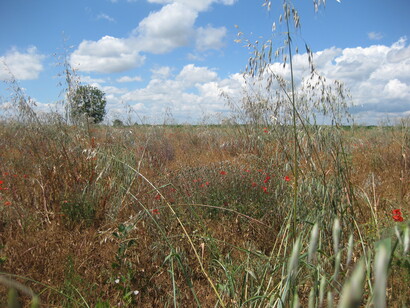 Avena in un campo coltivato