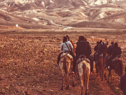 Into the Wild