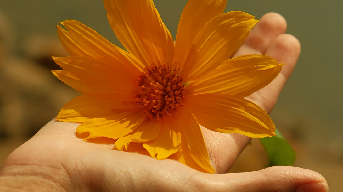 Dans la douceur d'une main, une fleur jaune s'ouvre, délicatement, incarnant la beauté d’un commencement