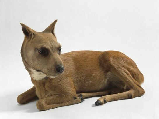 Thomas Grünfeld, misfit( Pitbull/fawn), © by DACS, London 2013, Photo: Lothar Schnepf