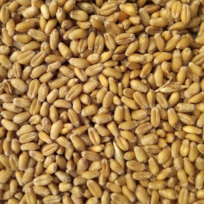 Coltivare grani antichi significa tramandare conoscenze, sapori e tradizioni che rischiavano di andare perduti