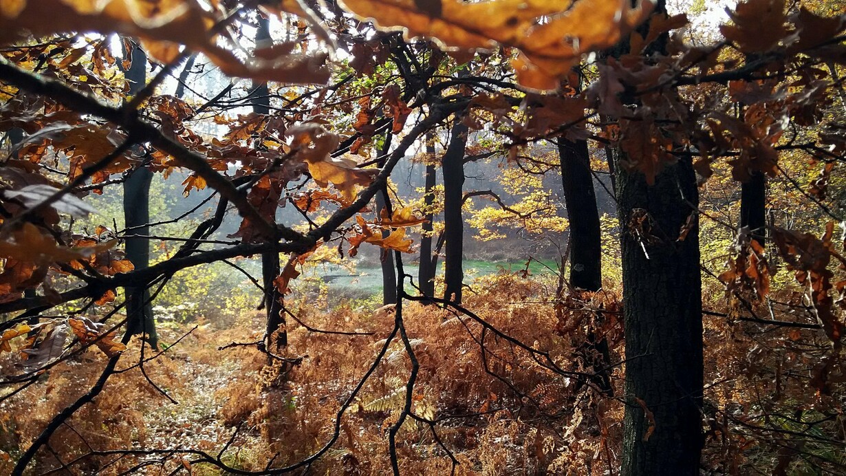 Il bosco di Andrate