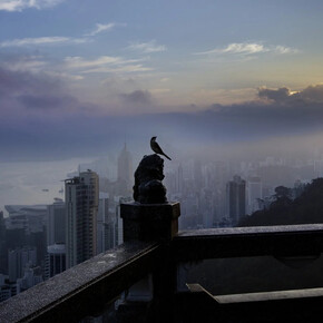 Palani Mohan. Courtesy of Blue Lotus Gallery