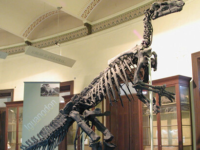 Salas de Paleontología. Courtesy of Museo de La Plata