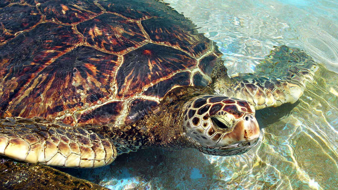 Pedro Vernet, conocido como "Pedro Tortuga", es una figura respetada en el ámbito de la conservación marina, especialmente entre las comunidades locales