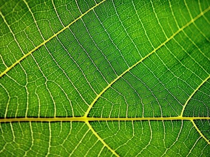 Foglia ricca di clorofila: la clorofilla è un pigmento verde presente in quasi tutte le piante, nelle alghe ed in alcuni batteri; ha lo scopo di assorbire la luce necessaria alla sintesi dei carboidrati, che avviene a partire dall'acqua e dall'anidride carbonica