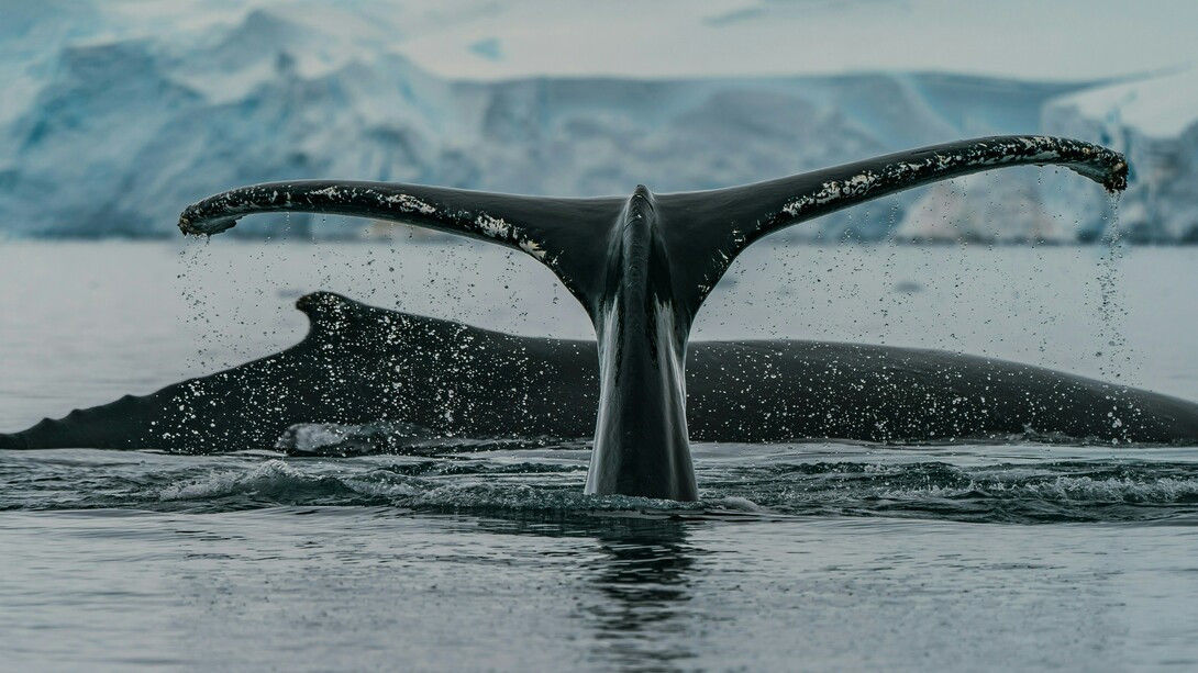 Atualmente os parentes mais próximos dos cetáceos (grupo formado pelas baleias e golfinhos) são os hipopótamos, ambos os *táxons* de animais parecem ter se separado seguindo evoluções diferentes há cerca de 55 milhões de anos no começo da era dos mamíferos, pouco depois da extinção dos dinossauros. Os cetáceos parecem ser parentes de pequenos mamíferos onívoros do tamanho de guaxinins, entre eles o mais bem conhecido pela ciência é o Indohyus que viveu no Himalaia. Os ossos do Indohyus indicam que não era um nadador muito hábil, mas como tinha ossos pesados poderia passar parte do tempo dentro de águas rasas tateando o leito de rios e lagos. Este pode ter sido o começo da evolução em direção aos mares

