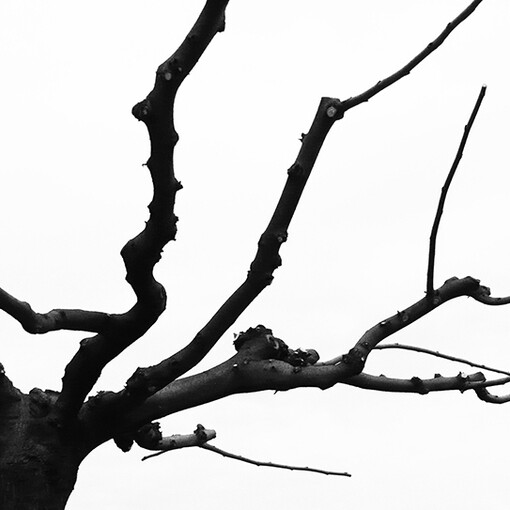 Disegni nell'Aria. 