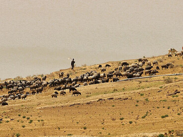 Sheepherding along the banks of the Amu Darya River, Xorazm, Uzbekistan
