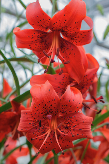 Despertar es recuperar la consciencia de reconocernos para descubrir quienes somos. Lirio rojo 