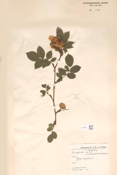 Rosa canina, Rosa canina L.. Naturalis Biodiversity Center