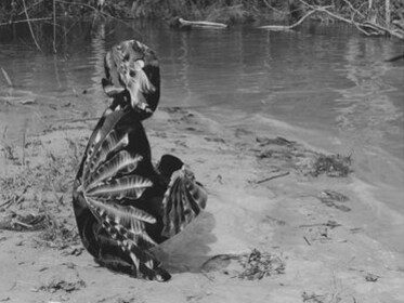 Broomberg & Chanarin, Magic and the state #2, To Photograph the Details of a Dark Horse in Low Light