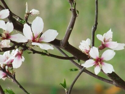Il locus amoenus è in genere  abitato da divinità

