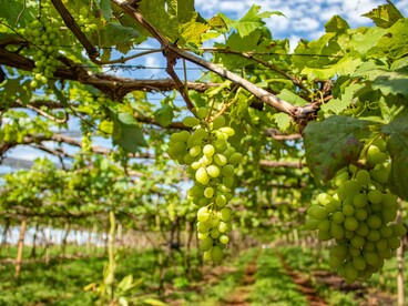 Vitigni di uva bianca: "Il cambiamento climatico non è una minaccia futura: è una realtà presente. E il vino, con la sua dipendenza totale dalle condizioni ambientali, ne è un indicatore sensibile"