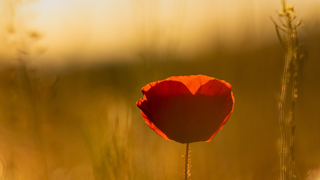 Papavero in un campo di grano con l'ombra di un cuore rosso alla luce del tramonto