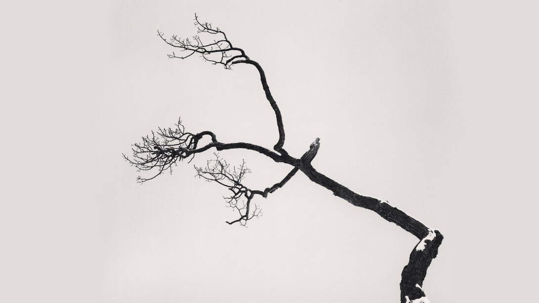 Kussharo Lake Tree, Study 6, Kotan, Hokkaido, Japan, 2007