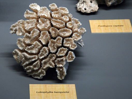 El Real Gabinete de Historia Natural. Courtesy of Museo Nacional de Ciencias Naturales