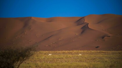 Saudi Arabia ha sido el caso paradigmático de la ambición transformadora. Bajo Vision 2030, Riad definió una hoja de ruta para reducir la dependencia petrolera; mediante turismo religioso y no religioso, energías renovables, entretenimiento y manufactura, ejecutada en gran medida por el Public Investment Fund (PIF).  Reserva de Uruq Bani Ma'arid,2025. Arabia Saudita