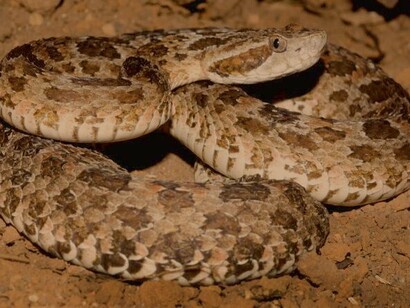 Bothrops jararaca. "Raca estava dormindo debaixo da tábua da porta derrubada na entrada da velha cozinha. Acordou, sem saber porquê, os músculos repuxados, a cauda inquieta, uma vontade de esgueirar-se e fugir de um perigo invisível. Sentiu uma estocada que findara em beliscão estorcegador" 