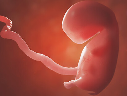 Discover a serene 3D illustration of a human baby fetus in the womb, offering a captivating portrayal of embryo development