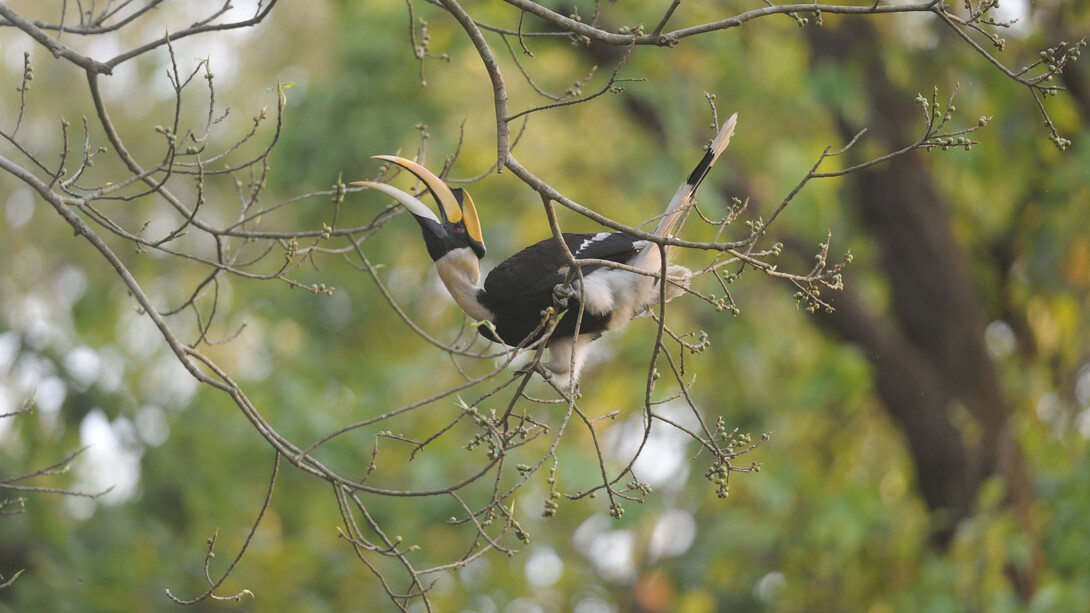 Dudhwa Tiger Reserve, ph. Aditya Havelia 
