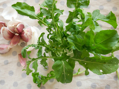 Rucola fresca