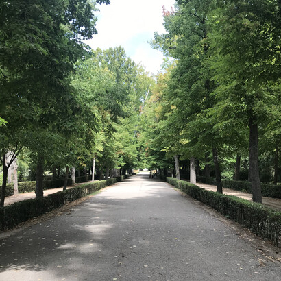 Alameda en el Jardín del Príncipe, en Aranjuez. Foto: Luko Hilje