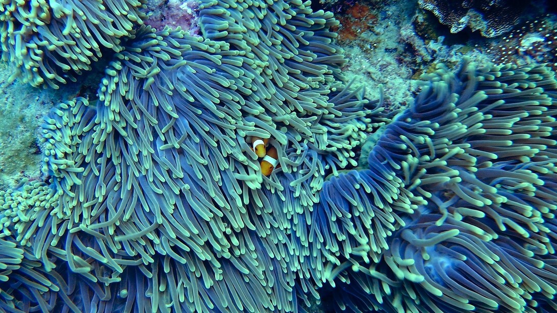 I danni per l'aumento delle temperature a ecosistemi importanti per biodiversità e vastità come le barriere coralline