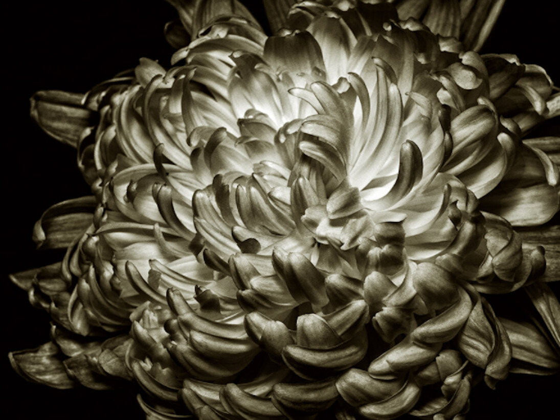 Floraphilia. Courtesy of Soho Photo Gallery 