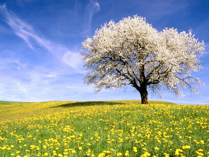 Haiku. Pradera en primavera