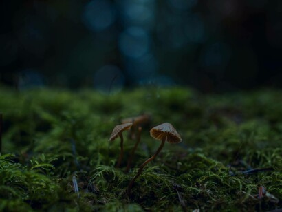 Chanterelle mushrooms growing in the wild in dark spaces in the forest