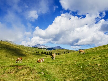 Las vacas generan metano y óxido nitroso, contribuyendo al calentamiento global