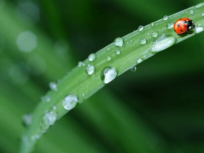 Ladybug